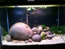 Great Rock Work Aquascape Aquarium Betta Aquarium Aquarium Fish