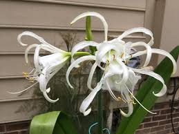 Image result for Ismene narcissiflora