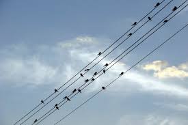 Sometimes the pitch of the upper note of a trill needs to be changed by an accidental to fit with the intended harmony. Staff Clefs Ledger Lines Steps And Accidentals Music Appreciation
