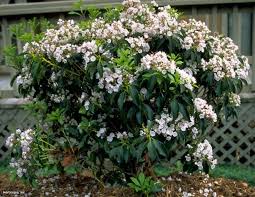Mountain Laurel Kalmia Latifolia Elf Hgtv Gardens Kalmia Latifolia Mountain Laurel Laurel Shrub