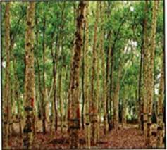 How to abbreviate forest plantation development sdn bhd? Malaysian Timber Industry Board Mtib Official Portal Development Of Forest Plantation