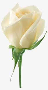 Maybe you would like to learn more about one of these? White Rose Png Image Flower White Rose Png Picture Transparent Background White Rose Transparent Png 1446x2618 Free Download On Nicepng