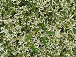 Image result for Euphorbia hypericifolia