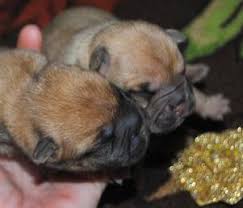 Usda licensed commercial breeders account for less than 20. Ori Pei Puppies For Sale In Il Dreamcatcher Hill Puppies And Rescue