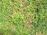 Kikuyu Grass