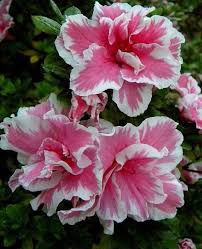 Japanese Azalea Bonsai Seedsplants Azalea Flower Flower Gardening Diy Outdoor Bonsai Tree