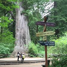 Free permits are required for camping at alldesignated backcountry camps in redwood national and state parks. Walks And Hikes Redwood National And State Parks U S National Park Service