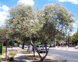 Maybe you would like to learn more about one of these? Ornamental Trees For Austin Photos Of Ornamental Trees For Austin