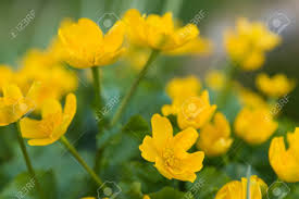 Hours may change under current circumstances Caltha Palustris Yellow Flowers Growing By Water Spring Lake Stock Photo Picture And Royalty Free Image Image 100373360