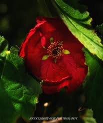 Image result for Abutilon sp.no.2