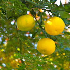 Citronnier Yuzu Un Agrume Japonais A Delicieux Fruit Arbuste Vendu En Ligne Agrumes Citronnier Fruitier