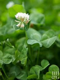 Grassy weeds are a common type of weed, also known as monocots. Invasive Weeds
