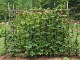 We did not find results for: Simple Trellis For Green Beans Organic Forum At Permies