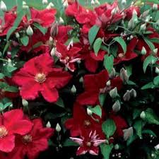 More hybrid cultivars are being produced constantly. The 27 Best Cold Hardy Clematis Varieties Gardener S Path
