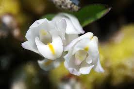 Image result for Polystachya ottoniana