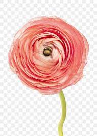 Blooming Pink Ranunculus Flower Transparent Png Free Image By Rawpixel Com Teddy Rawpixel Flower Transparent Png Ranunculus Flower Flower Illustration