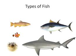 All our coloring pages can be printed at the touch of a button. I Am Thankful For Fish