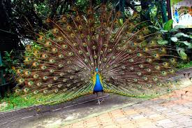 Taman burung travelers' reviews, business hours, introduction, open hours. Taman Burung Kuala Lumpur Malaysia Sirb Travel Tours