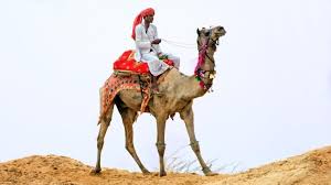 Your socks should come up as high as you can get them since the motion often hikes your pants up you might choke it out with a tight rope. Camel With Mers Cov Had Signs Of Illness Cidrap