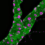 Image result for Diaphananthe sp.no.1. (Ball 657)