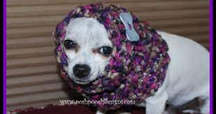 Twilight Sparkle Dog Snood Free Knitting Pattern And Yarn Review Posh Pooch Designs Dog Snood Snood Knitting Pattern Snood Pattern