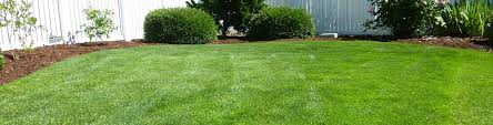 Choosing the best turf for your lawn and garden | Flower Power