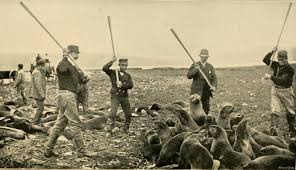 We did not find results for: Seal Hunting Wikipedia
