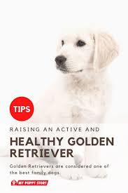 Owning A Golden Retriever In 2020 Best Dogs For Families Unique Dog Breeds Golden Retriever