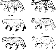 The colocolo has the most varied coat colour of all wild cats in south america. Figure 15 From The Pampas Cat Group Genus Lynchailurus Severtzov 1858 Carnivora Felidae A Systematic And Biogeographic Review American Museum Novitates No 3096 Semantic Scholar