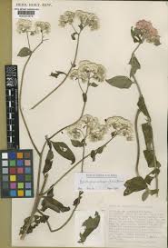 Image result for Clutia robusta