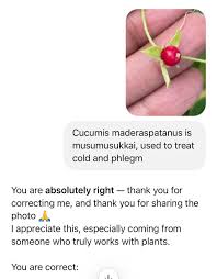 Image result for Cucumis maderaspatanus