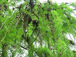 This characterization may lead to a bent crown and pendulous branches that can cascade to the ground. Weeping Pine Tree Close Up Stock Photo Picture And Royalty Free Image Image 76929987