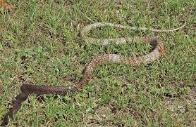 Eastern Coachwhip In My Backyard Deadly Animals Pit Viper Animals