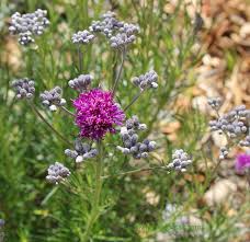 Image result for Vernonia oligocephala