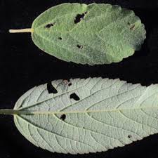 Image result for Melhania acuminata