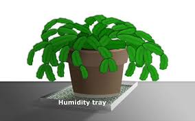 Christmas cacti come by their name honestly. How To Care For A Christmas Cactus Christmas Cactus Christmas Cactus Care Plants