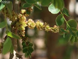 Image result for Phyllanthus beillei