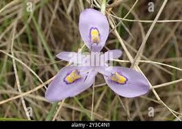 Image result for Moraea elliotii