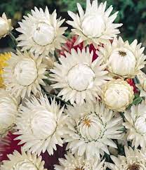 Pin On Everlastings For Dried Arrangements