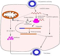 But unlike the many, more common antiviral drugs that can. Microbial Serine Protease Inhibitors And Their Therapeutic Applications Sciencedirect