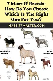 7 Mastiff Breeds How To Choose The Right One For You Too Bad If You Have A Pe Bad Breeds Choose Mastif Mastiff Breeds English Mastiff Puppies Mastiffs