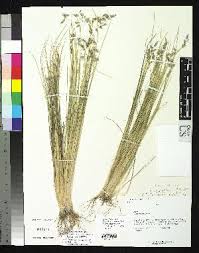 Image result for Poa binata