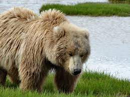 There are both medical and economic reasons and causes for a drastic world population to which the nyt alerts us. Land Animals Brown Bears National Geographic Society