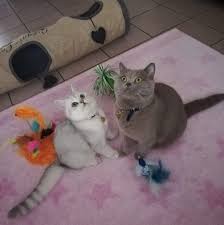 We did not find results for: British Shorthair Lilac And British Chinchilla Posts Facebook