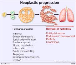 The stage of a cancer describes the size of a tumour and how far it has spread from where it originated. Defining The Hallmarks Of Metastasis Cancer Research