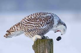 The mysteries of life are a fascinating field of interest. 6 Reasons Why Owls Make Bad Pets