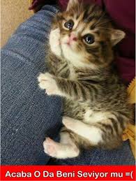 Gununuzu Neselendirecek Komik Kedi Capsleri Kedi Esprileri Hayvan Bebekler Cute Kittens