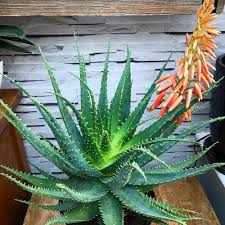 Image result for Aloe