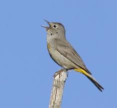 Backyard Birds Of Southern Illinois Oreothlypis Virginiae Virginia S Warbler Bird Life List Backyard Birds Bird Photo