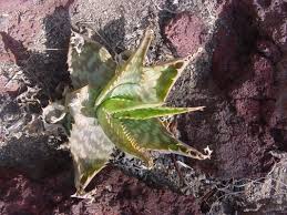 Image result for Aloe zebrina